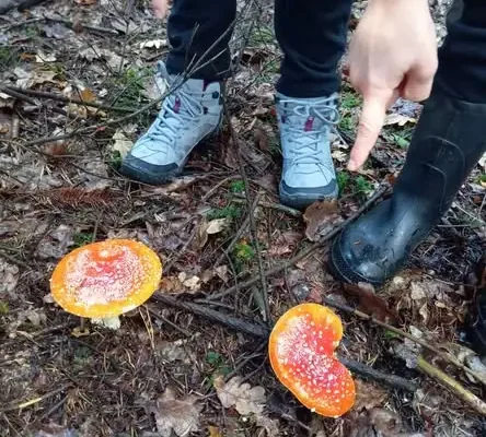 Jesienna wyprawa do lasu uczniów klas II i III – grzybobranie i lekcja przyrody